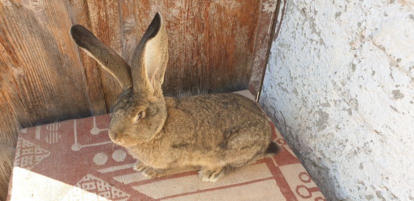  - 00 IEPURI PTR 2020