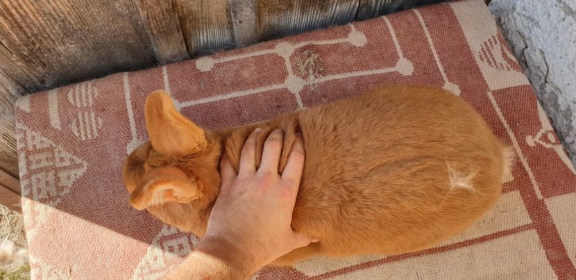  - 00 IEPURI PTR 2020