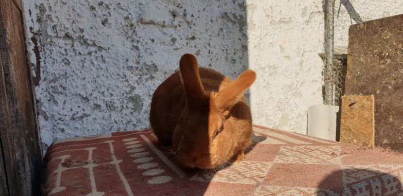  - 00 IEPURI PTR 2020