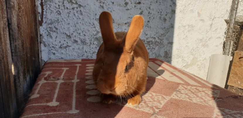  - 00 IEPURI PTR 2020