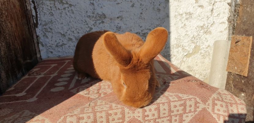  - 00 IEPURI PTR 2020