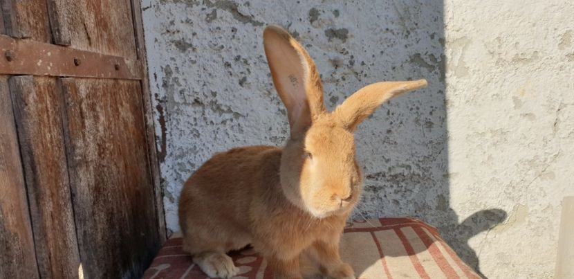  - 00 IEPURI PTR 2020