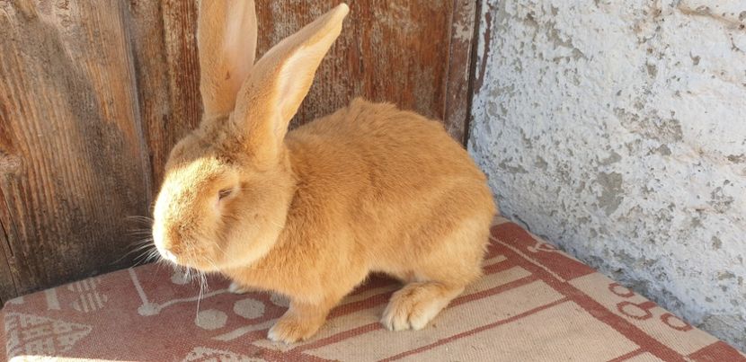  - 00 IEPURI PTR 2020