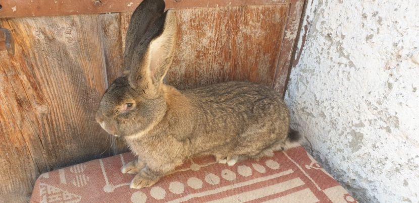  - 00 IEPURI PTR 2020