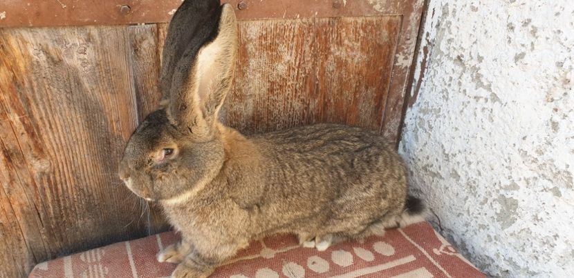  - 00 IEPURI PTR 2020