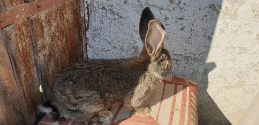  - 00 IEPURI PTR 2020