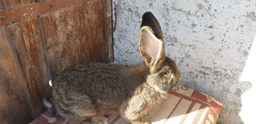  - 00 IEPURI PTR 2020