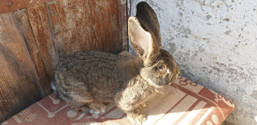  - 00 IEPURI PTR 2020