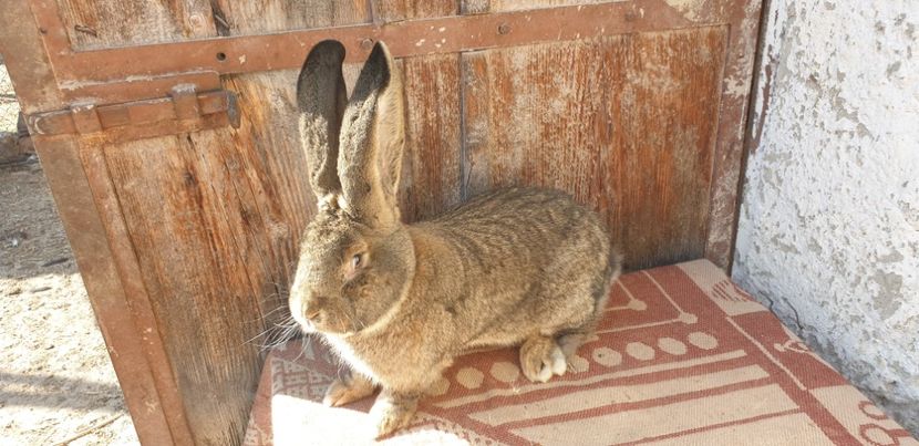  - 00 IEPURI PTR 2020