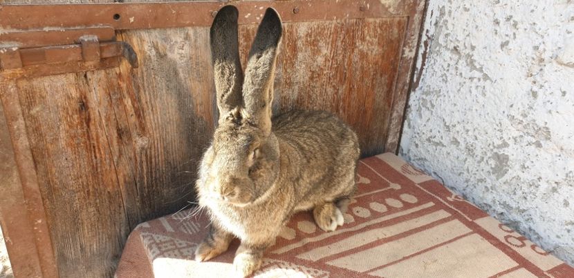  - 00 IEPURI PTR 2020