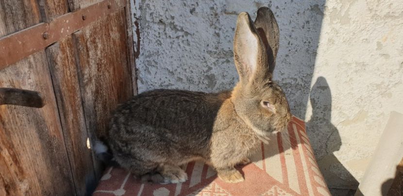  - 00 IEPURI PTR 2020