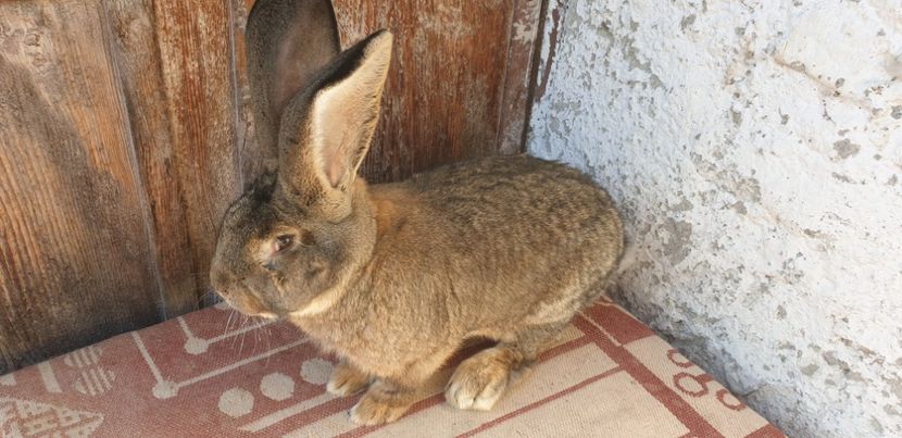  - 00 IEPURI PTR 2020