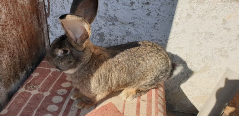  - 00 IEPURI PTR 2020