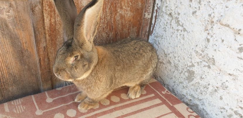  - 00 IEPURI PTR 2020