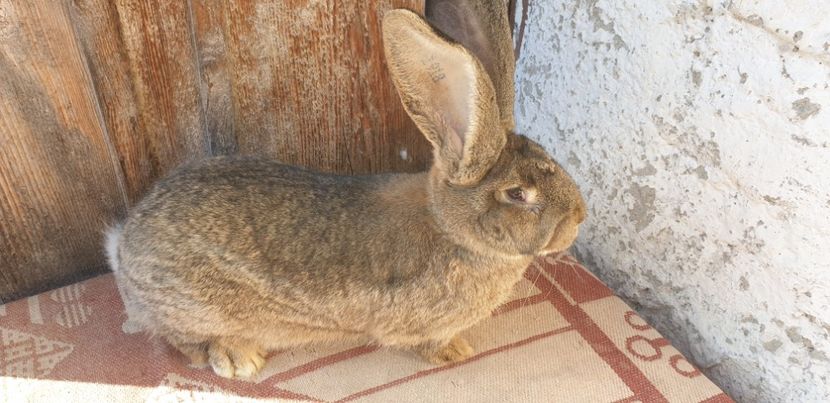  - 00 IEPURI PTR 2020