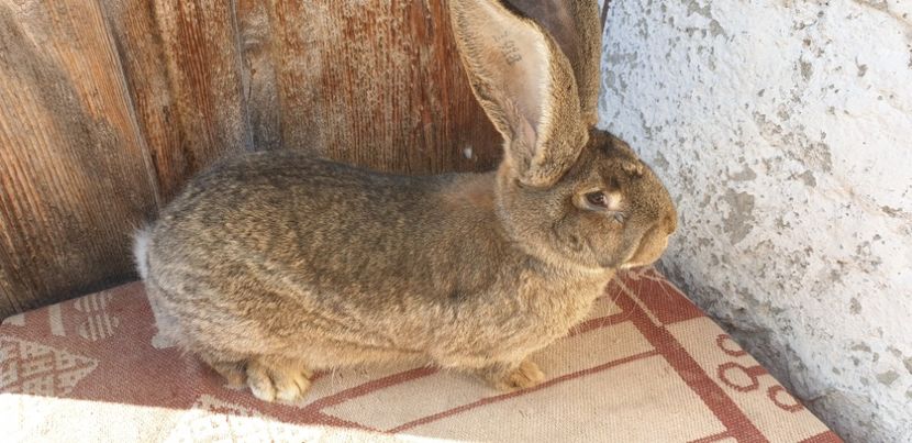  - 00 IEPURI PTR 2020