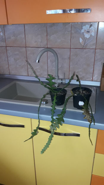  - Selenicereus anthonyanus