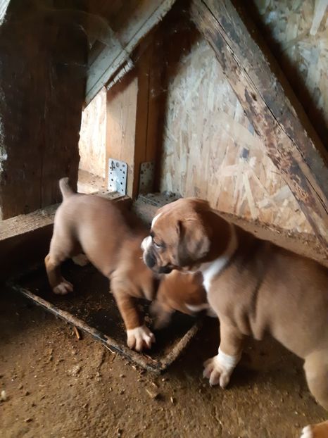  - Catei seria 2 de vanzare