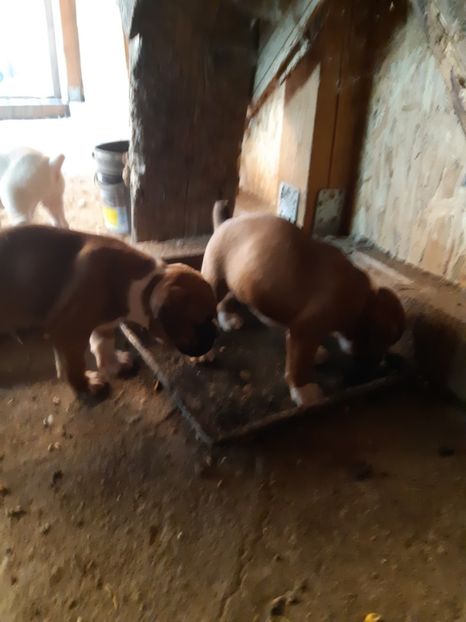  - Catei seria 2 de vanzare