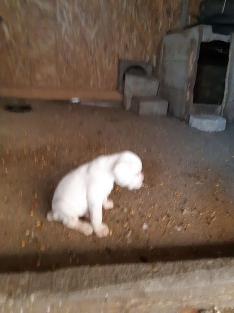  - Catei seria 2 de vanzare