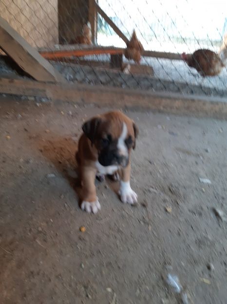  - Catei seria 2 de vanzare