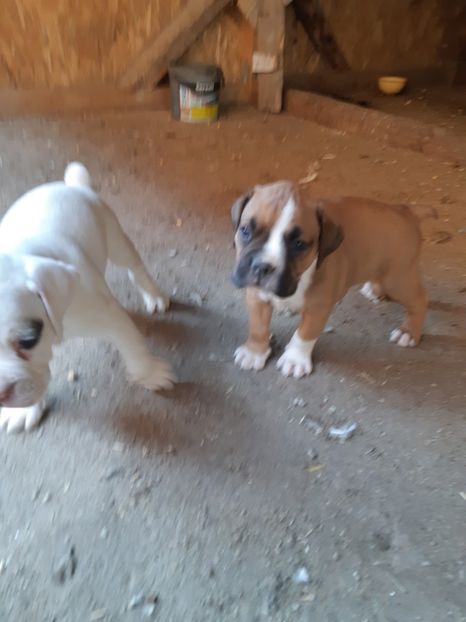  - Catei seria 2 de vanzare