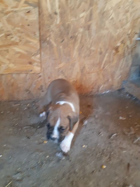  - Catei seria 2 de vanzare