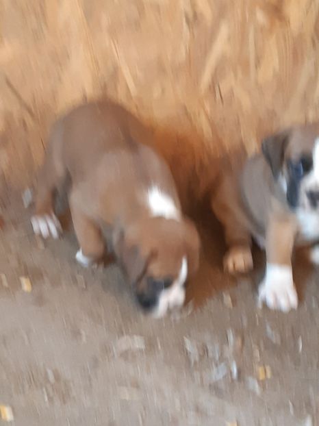  - Catei seria 2 de vanzare