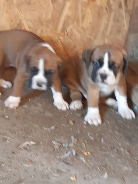  - Catei seria 2 de vanzare