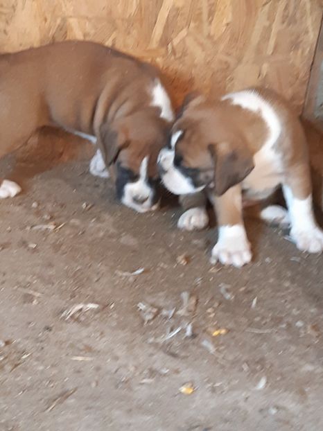  - Catei seria 2 de vanzare