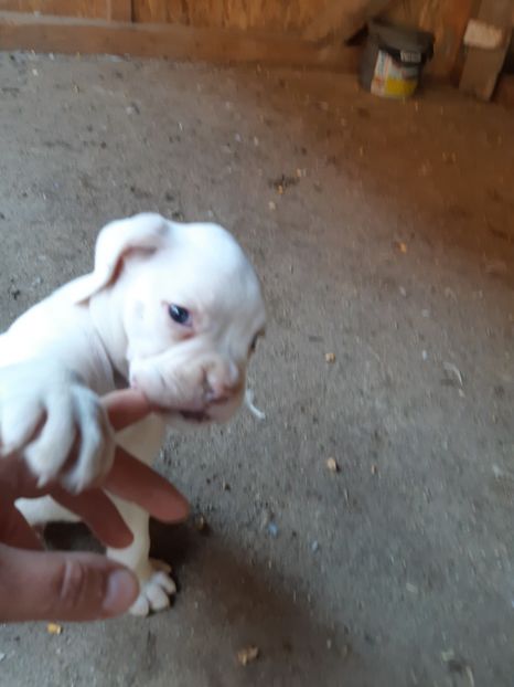  - Catei seria 2 de vanzare