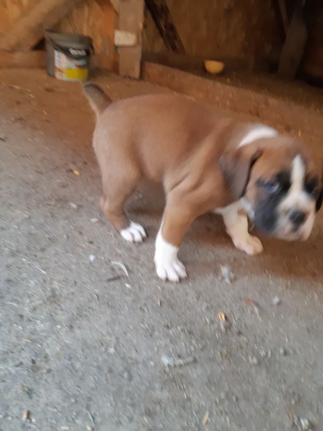  - Catei seria 2 de vanzare