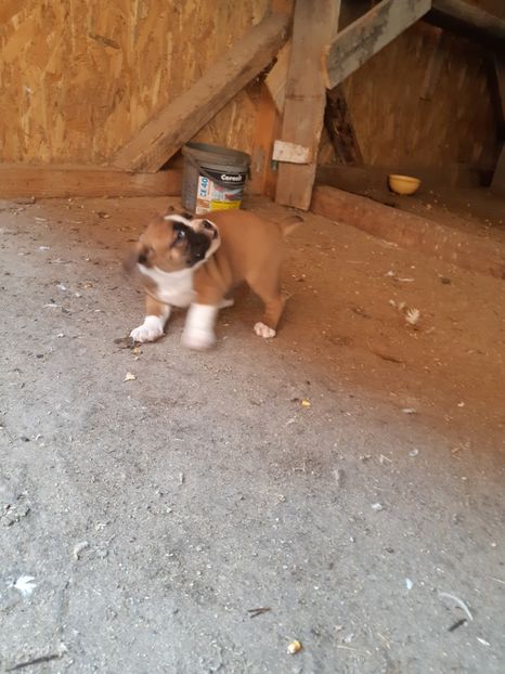  - Catei seria 2 de vanzare