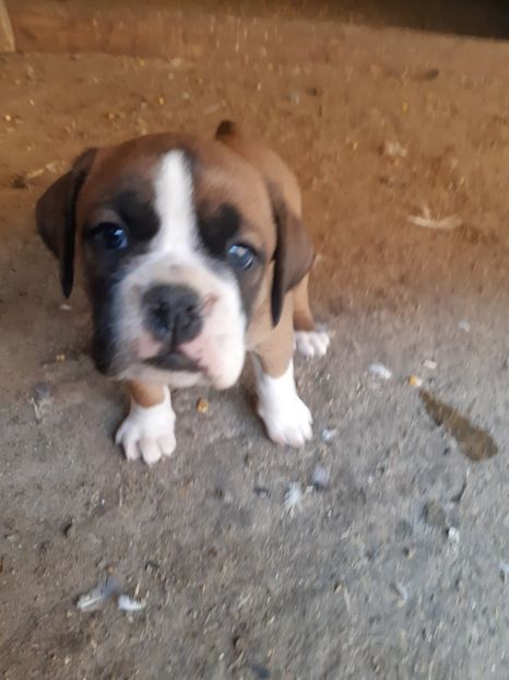  - Catei seria 2 de vanzare