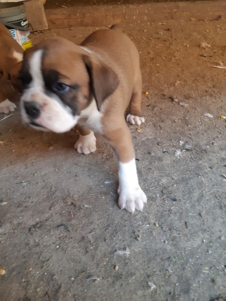  - Catei seria 2 de vanzare