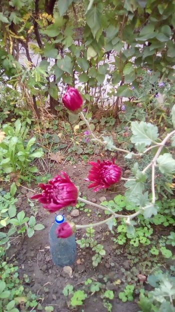 IMG-20191027-WA0046 - Crizanteme