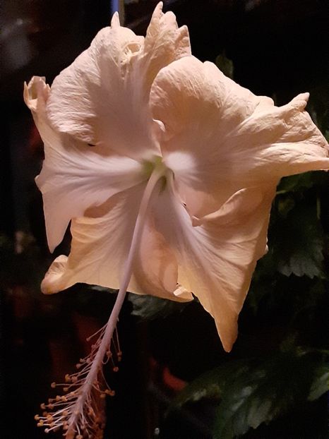  - Hibiscusi