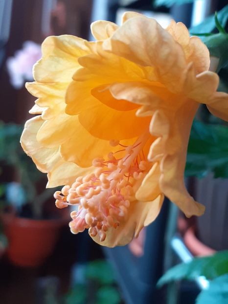  - Hibiscusi