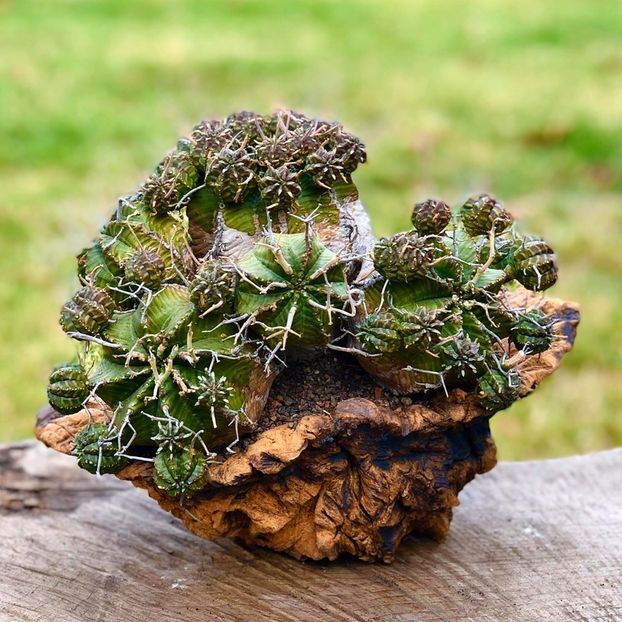 Kitoi: Euphorbia meloformis - Vase - aranjamente - accesorii