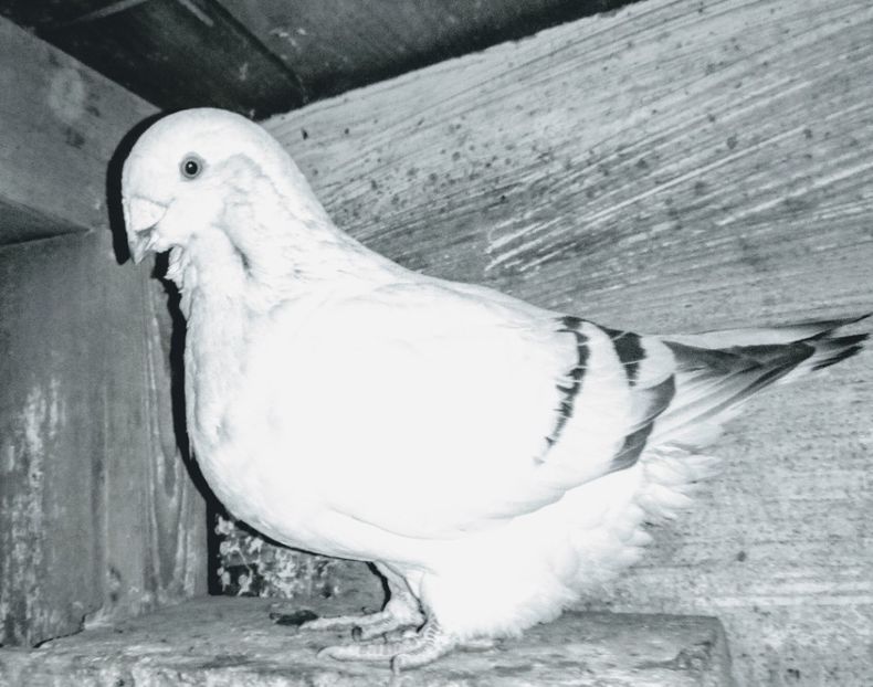  - - A - A - A - A- W A R N I N G !