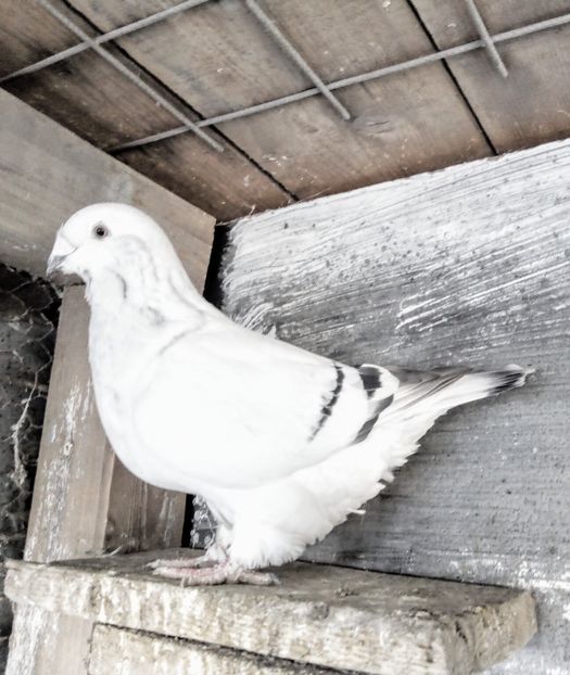  - - A - A - A - A- W A R N I N G !