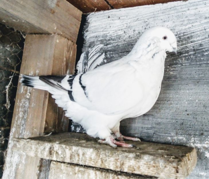  - - A - A - A - A- W A R N I N G !