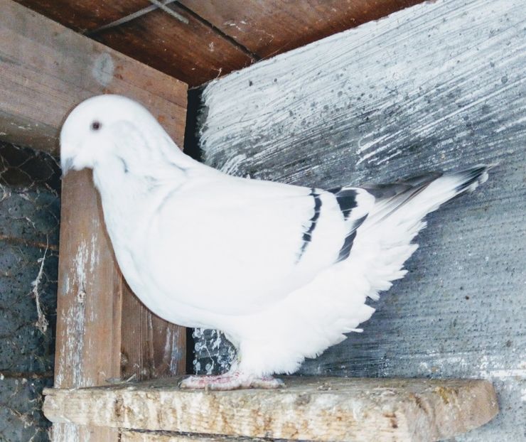  - - A - A - A - A- W A R N I N G !