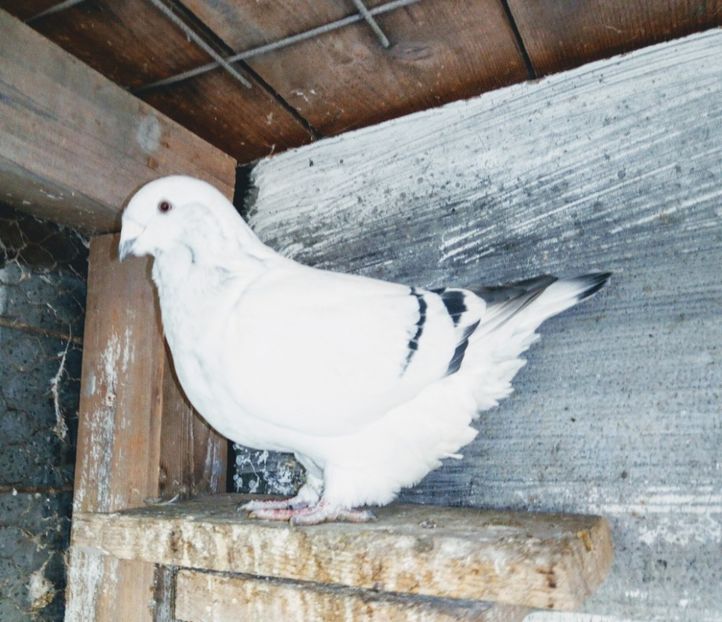  - - A - A - A - A- W A R N I N G !