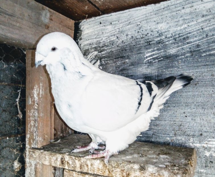  - - A - A - A - A- W A R N I N G !