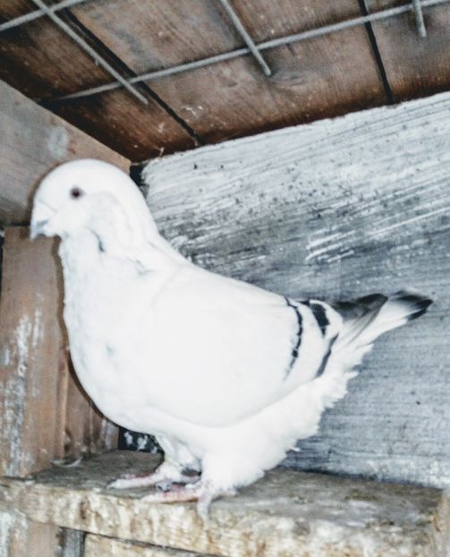  - - A - A - A - A- W A R N I N G !