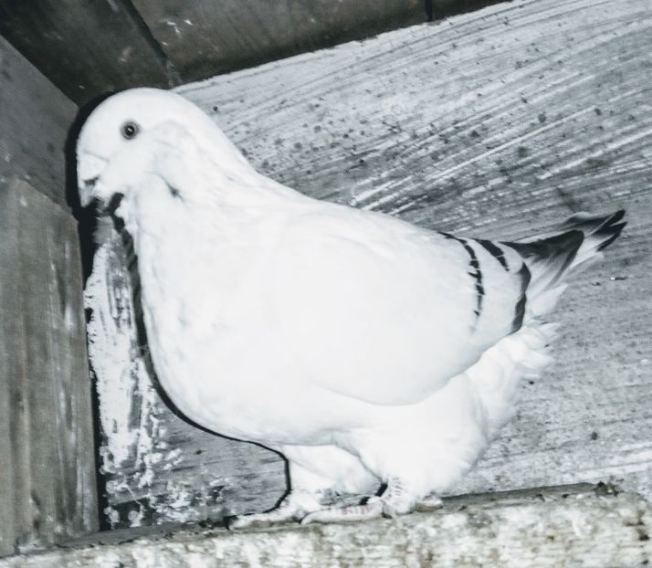  - - A - A - A - A- W A R N I N G !