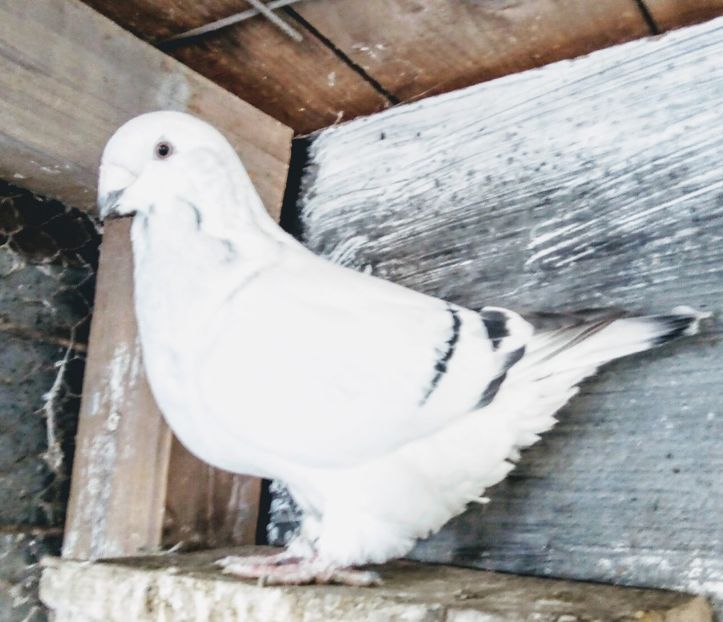  - - A - A - A - A- W A R N I N G !