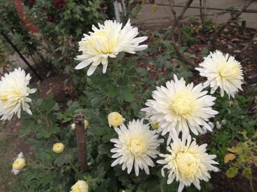  - Crizanteme si tufanele