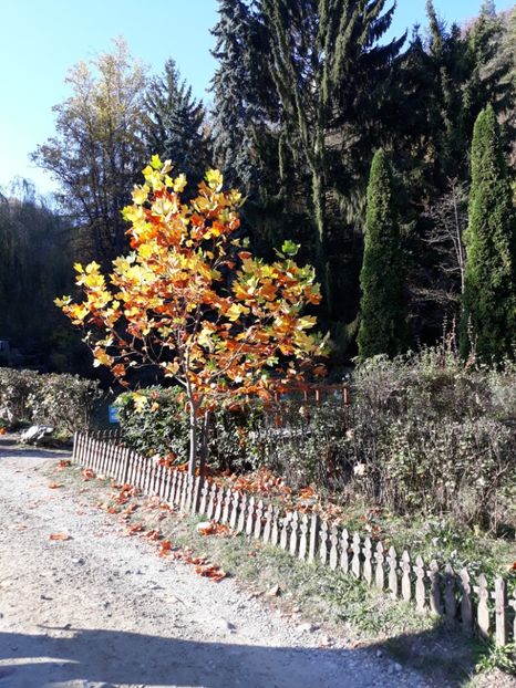  - 2019 - Excursie 26-27 octombrie